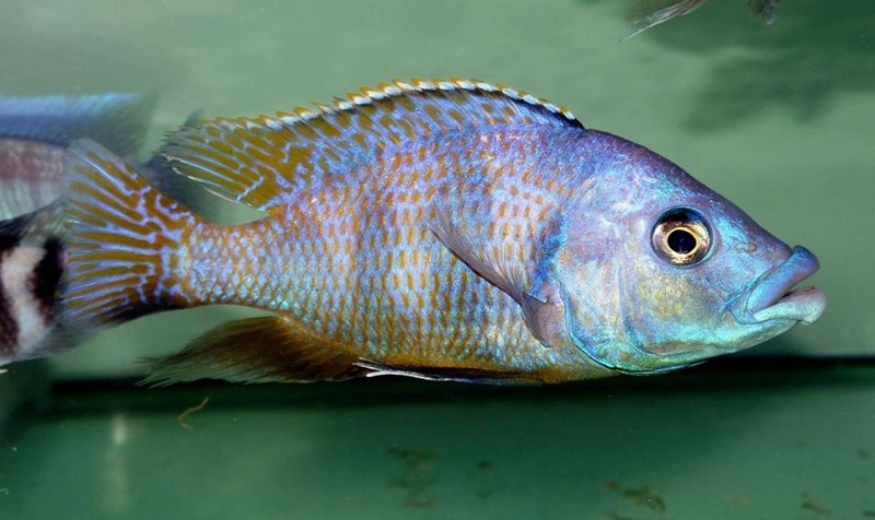 Placidochromis milomo